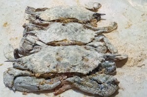 Dredged Soft Crab